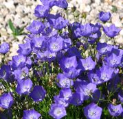 Seminte flori Clopotei de munte (Campanula carpatica) albastri 0.25g