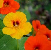 Seminte flori Coltunasi mari (Tropaeolum majus) amestec de culori 3g