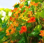 Seminte flori Coltunasi mici (Tropaeolum majus) amestec de culori 3g