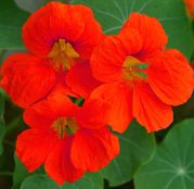 Seminte flori Condurul doamnei (Tropaeolum nanum) rosu - Alaska Scarlet 8 sem