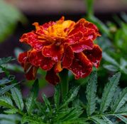 Seminte flori Craite cu flori mici (Tagetes patula) Orion - galben auriu cu rosu 1g