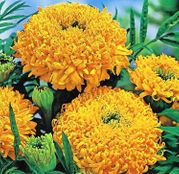 Seminte flori Craite Fantastic - Golden Yellow 0.2g