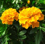 Seminte flori Craite inalte (Tagetes erecta) Galbene 1g