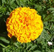 Seminte flori Craite pitice (Tagetes erecta) Galbene 1g