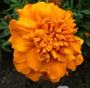 Seminte flori Craite pitice (Tagetes erecta) Portocalii 1g