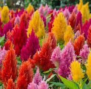 Seminte flori Creasta Cocosului (Celosia argentea plumosa) Mix 0.3g