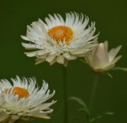 Seminte Flori de Pai (Helichrysum bracteatum) albe 0.4g