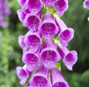 Seminte flori Degetar (Digitalis purpurea L.) mix 0,75g