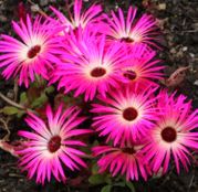 Seminte flori Floare de cristal (Mesembryanthemum criniflorum) mix 0.5g