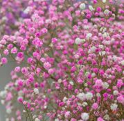 Seminte flori Floarea Miresei (Gypsophila elegans) roz 2g