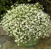 Seminte flori Floarea Miresei (Gypsophila elegans) alba 2g