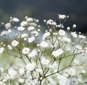 Seminte flori Floarea Miresei (Gypsophila paniculata) alba 0,25g