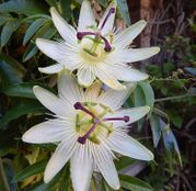 Seminte flori Floarea pasiunii (Passiflora caerulea) 3sem