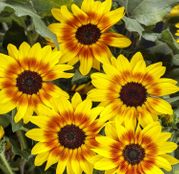 Seminte flori Floarea soarelui inalta (Helianthus annuus) mix de culori 2g