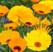 Seminte flori Galbenele (Calendula officinalis) amestec de culori 1g