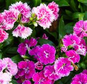 Seminte flori Garoafe chinezesti (Dianthus chinensis) Mix 0.5g