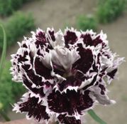 Seminte flori Garoafe chinezesti (Dianthus chinensis) black-white 0.05g