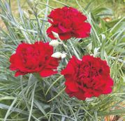 Seminte flori Garoafe Grenadin (Dianthus caryophyllus) rosii 0,25g