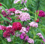 Seminte flori Garoafe turcesti (Dianthus barbatus) amestec de culori 0,5g 