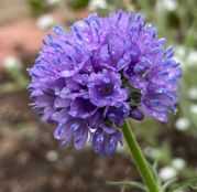 Seminte flori Gilia (Gilia capitata) violet  0.4g