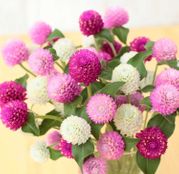 Seminte flori Gomfrena (Gomphrena globosa L.) mix 0,7g