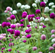 Seminte flori Gomfrena (Gomphrena globosa) 