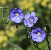 Seminte flori In decorativ (Linum perenne) albastru 1g