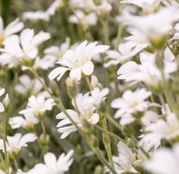 Seminte flori Lana Caprelor (Cerastium tomentosum) 0.25g