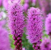 Seminte flori Liatris (Liatris spicata) violet 0.2g