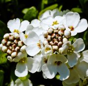 Seminte flori Lilicele (Iberis sempervirens) albe 0.25g