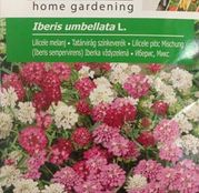 Seminte Lilicele pitice (Iberis umbellata) mix 3 g