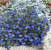 Seminte flori Lobelia (Lobelia erinus) albastra 0,25g