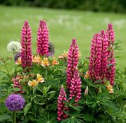 Seminte flori Lupin peren / Cafelute (Lupinus polyphyllus) amestec de culori 1g