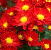 Seminte flori Margarete (Chrysanthemum coccineum) rosii 0.15g