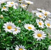 Seminte flori Margarete (Leucanthemum maximum) albe 0.50g