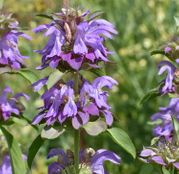 Seminte flori Menta Decorativa (Monarda citriodora) 0.15g