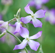 Seminte flori Micsunele (Matthiola longipetala) mov 1g