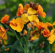 Seminte flori Micsunele (Cheiranthus cheiri) amestec de culori 1g