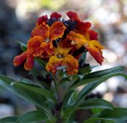 Seminte flori Micsunele ruginii (Cheiranthus cheiri) amestec de culori 1g