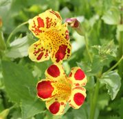 Seminte flori Mimulus (Mimulus luteus) mix de culori 0.05g