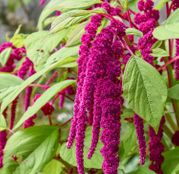 Seminte flori Motul curcanului (Amaranthus caudatus) rosu, 0.4g