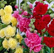 Seminte flori Nalba de gradina (Alcea rosea) amestec de culori 1g