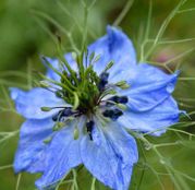 Seminte flori Negrilica (Nigella damascena) 0.4g