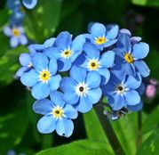 Seminte flori Nu ma uita (Myosotis sylvatica) albastra 0.25g