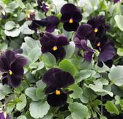 Seminte flori Panselute (Viola witrockiana) negre, 0.1g