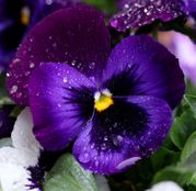 Seminte flori Panselute (Viola x witrockiana) albastre cu ochi negri 0,25g