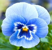 Seminte flori Panselute (Viola x witrockiana) albastre deschis 0,25g