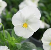 Seminte flori Panselute (Viola x witrockiana) albe 0,25g