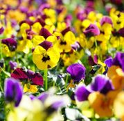 Seminte flori Panselute cu flori mici (Viola cornuta) amestec de culori 0,25g