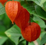 Seminte flori Papalau (Physalis alkekengi) 0.4g